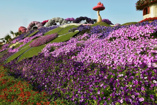 Flores Matt en el Dubai Miracle garden, Dubai, Emiratos Árabes Unidos — Foto de Stock