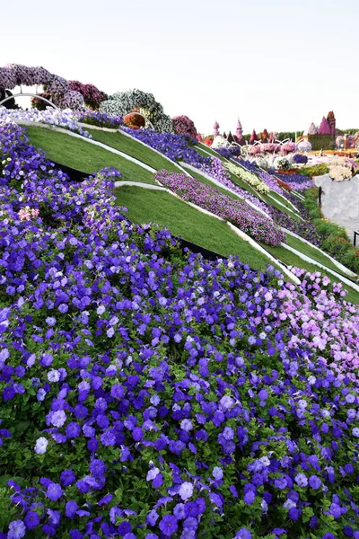 Flores Matt en el Dubai Miracle garden, Dubai, Emiratos Árabes Unidos — Foto de Stock