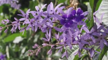 Petrea hacimlerinin mor çiçekleri çiti süslüyor