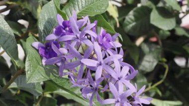 Petrea hacimlerinin mor çiçekleri çiti süslüyor