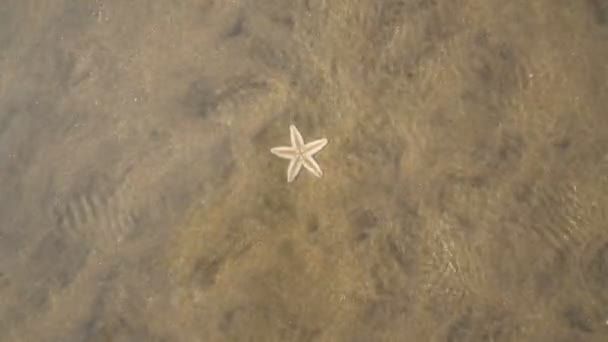 Estrella de mar en agua limpia con reflejo de luz . — Vídeo de stock