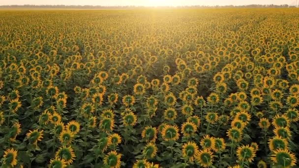 Vacker flygutsikt ovan till solrosor fältet medan soluppgången. Ovanifrån på jordbruksfältet med blommande solrosor och solljus. Sommarlandskap med stor gul gård fält med solrosor — Stockvideo