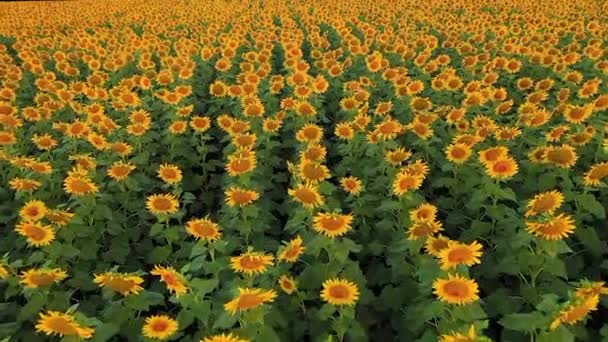Luftaufnahme über dem Sonnenblumenfeld bei Sonnenuntergang. Blick von oben auf das landwirtschaftliche Feld mit blühenden Sonnenblumen und Sonnenlicht. Sommerlandschaft mit großem gelben Feld mit Sonnenblumen — Stockvideo