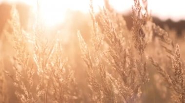 gün batımı ışıkta sarı çim sallanan