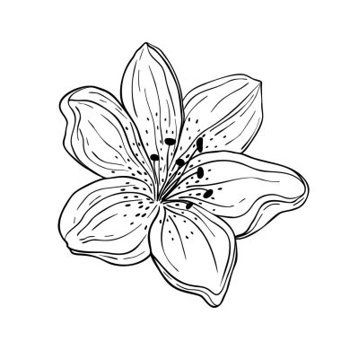 El çizimi zambak çiçeği beyaz arka planda izole. Dekoratif vektör çizimi çizimi. Çiçek serisi sanat konsepti 