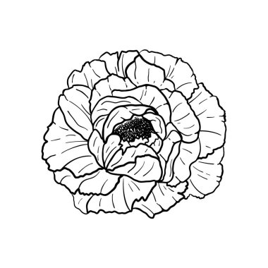 Beyaz arka planda elle çizilmiş şakayık çiçeği. Dekoratif vektör çizimi çizimi. Çiçek serisi sanat konsepti 