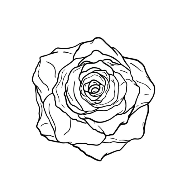 Ręcznie Rysowany Kwiat Róży Odizolowany Białym Tle Dekoracyjny Wektor Szkic — Wektor stockowy
