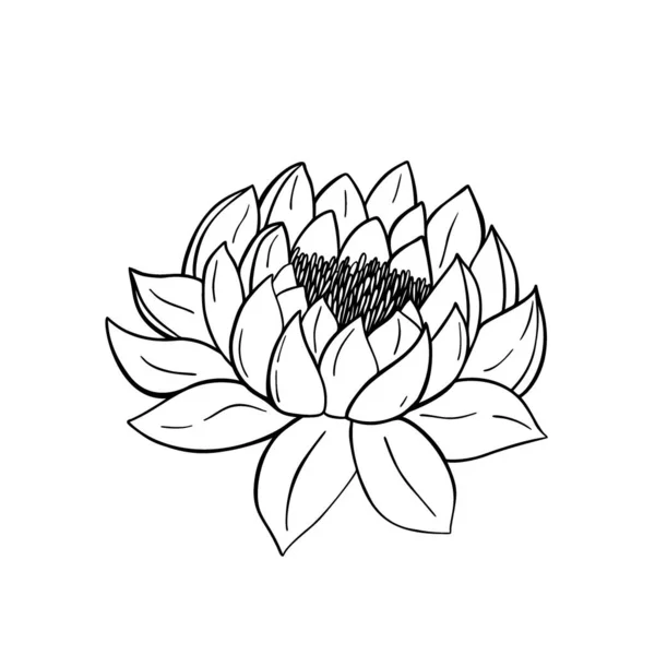 Ręcznie Rysowany Kwiat Lotosu Izolowany Białym Tle Dekoracyjny Wektor Szkic — Wektor stockowy