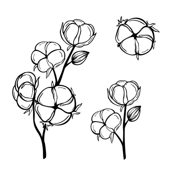 Ručně Kreslené Bavlněné Větve Izolované Bílém Pozadí Dekorativní Vektorová Kresba — Stockový vektor
