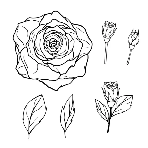 Çizimi Gül Çiçekleri Beyaz Arka Planda Izole Edilmiş Yapraklar Dekoratif — Stok Vektör