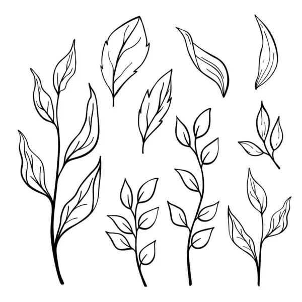 Hand Drawn Set Leaves Isolated White Background Decorative Vector Doodle — Stock Vector