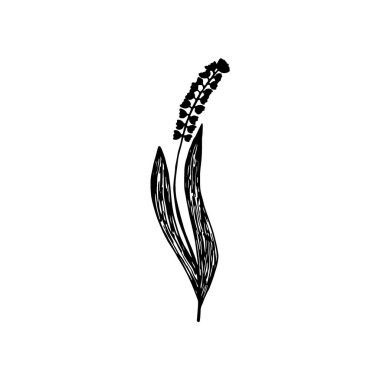 El çizimi çiçek beyaz arka planda izole. Dekoratif karalama çizimi. Vektör çiçek ögesi.