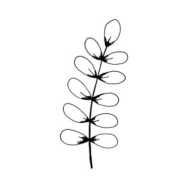 Hand drawn branch with leaves isolated on white background. Decorative doodle sketch illustration. Vector floral element.