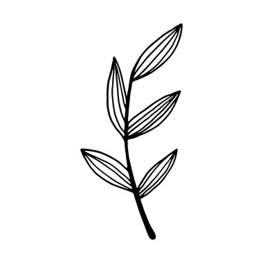 Hand drawn branch with leaves isolated on white background. Decorative doodle sketch illustration. Vector floral element.