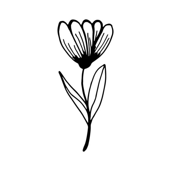 Ręcznie Rysowany Kwiat Izolowany Białym Tle Dekoracyjny Szkic Szkicu Doodle — Wektor stockowy