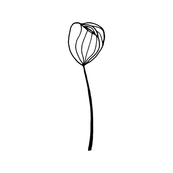 Flor Desenhada Mão Isolada Sobre Fundo Branco Desenho Decorativo Doodle — Vetor de Stock