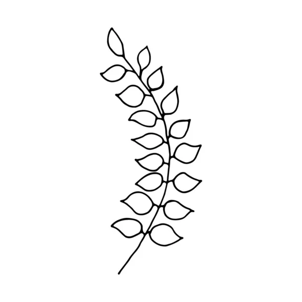 Hand Drawn Branch Leaves Isolated White Background Decorative Doodle Sketch — 스톡 벡터