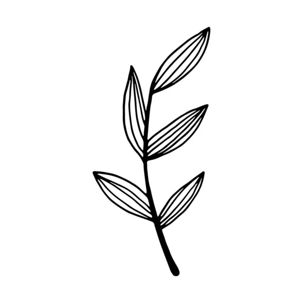 Hand Drawn Branch Leaves Isolated White Background Decorative Doodle Sketch — 스톡 벡터