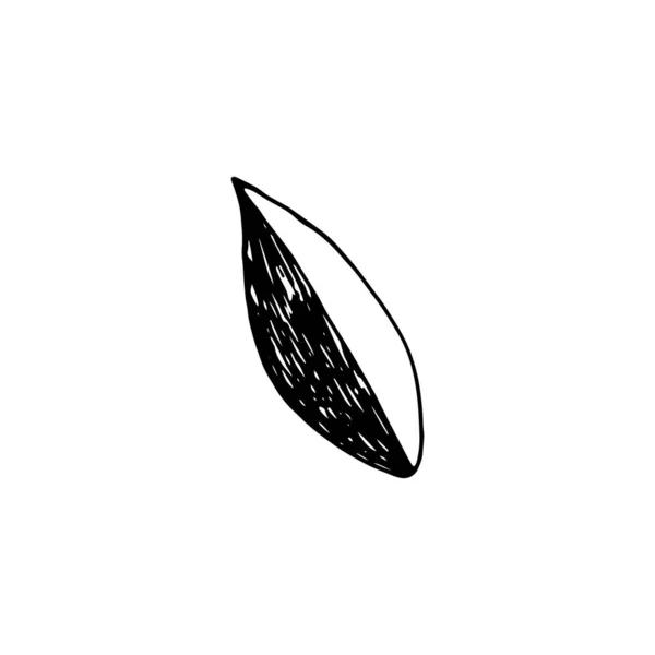 Hand Drawn Leaf Isolated White Background Decorative Doodle Sketch Illustration — 스톡 벡터