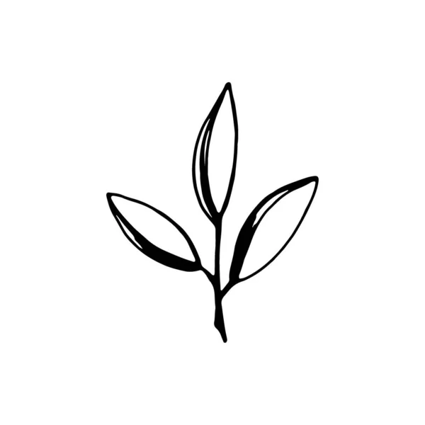 Hand Drawn Branch Leaves Isolated White Background Decorative Doodle Sketch — 스톡 벡터