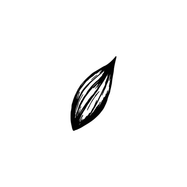 Hand Drawn Leaf Isolated White Background Decorative Doodle Sketch Illustration — 스톡 벡터