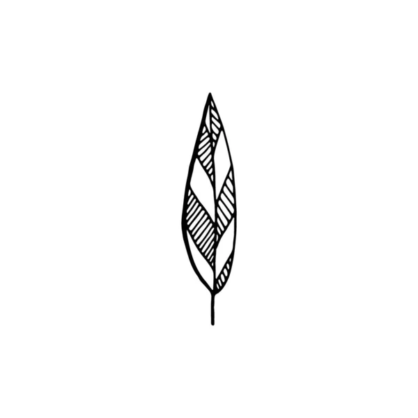 Hand Drawn Leaf Isolated White Background Decorative Doodle Sketch Illustration — Διανυσματικό Αρχείο