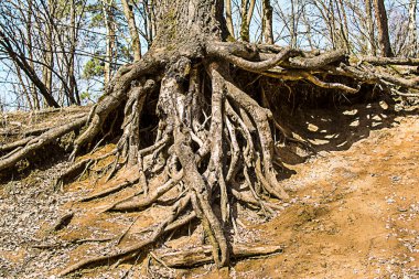 Güçlü yaşlı bir ağaç köklerinin