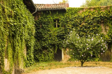 Eski ev sarmaşık kaplı