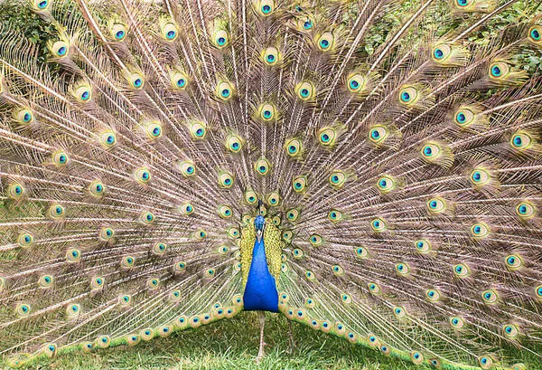 Peacock with open tail — Stock Photo, Image