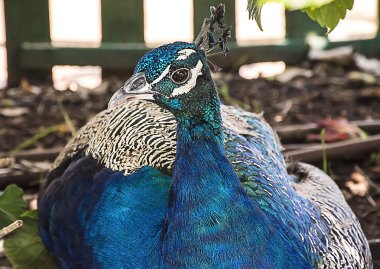 Tavus kuşu kafası, tavus kuşu oturuyor