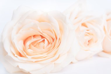 Tarafsız bir arka plan olarak yumuşak tam gaz bej gül. Seçici odak.