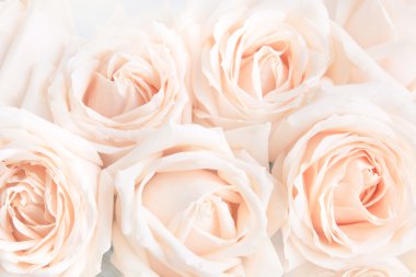 Yumuşak tam narin gül tarafsız arka plan olarak üflenir. Seçici odak.