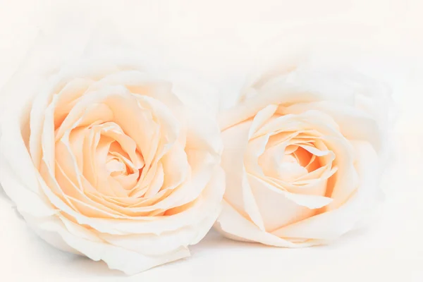 Zachte volledige geblazen beige rozen als neutrale achtergrond voor de bruiloft. Toning. Selectieve aandacht. — Stockfoto