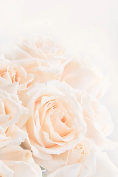 Soft full blown beige roses as a neutral background for wedding.  Toning. Selective focus. — Stock Photo, Image