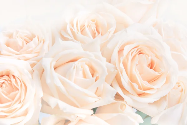 Zachte volledige geblazen beige rozen als neutrale achtergrond voor de bruiloft. Toning. Selectieve aandacht. — Stockfoto