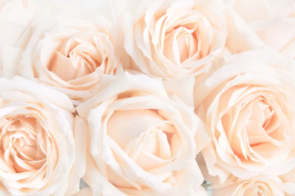 Soft full blown delicate roses as a neutral background. Selective focus. — Stock Photo, Image