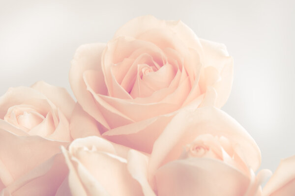 Soft full blown beige roses as a neitral background for wedding. Selective focus.