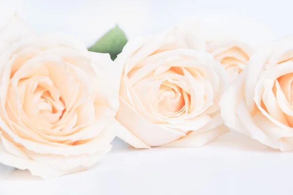 Morbide rose beige soffiate come sfondo neitrale per il matrimonio. Focus selettivo . — Foto Stock