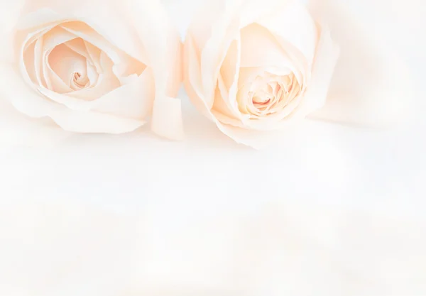 Zachte volledige geblazen delicate rozen als een neutrale achtergrond. Selectieve aandacht. — Stockfoto