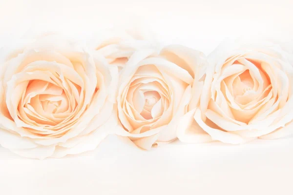 결혼식에 대 한 neitral 배경으로 부드러운 만발한 베이지색 장미. 선택적 초점. — 스톡 사진