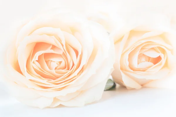 Zachte volledige geblazen delicate rozen als een neutrale achtergrond. Selectieve aandacht. — Stockfoto