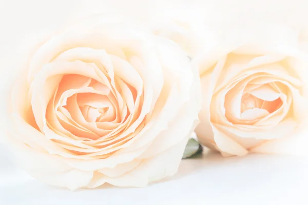 Morbide rose delicate soffiate come sfondo neutro. Focus selettivo . — Foto Stock