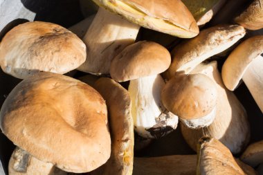 Ormandaki metalik kase, havai görünümü taze beyaz mantar