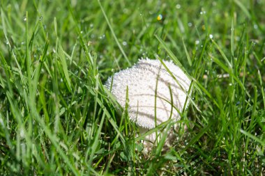 Yeşil çimen, seçici odak içinde taze beyaz mantar. Yakın çekim. Mantarı
