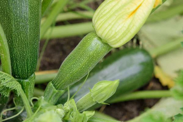Blühende und reife Früchte der Zucchini im Gemüsegarten. — Stockfoto