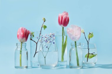 Pembe laleler ve taze huş dalları bardaklardaki sıvı suyun içinde bozulmuş. Kapatın. Bahar dekoru.