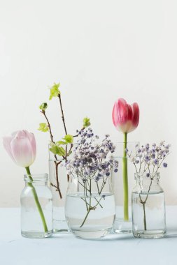 Pembe lale ve taze huş dalları bardaklardaki sıvı suda bozulur. Bahar.