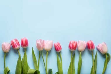 Mavi üzerine pembe lalelerin bahar çerçevesi. Çiçek deseni.