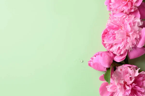 Banner de peonía rosa sobre fondo verde. Patrón floral. — Foto de Stock