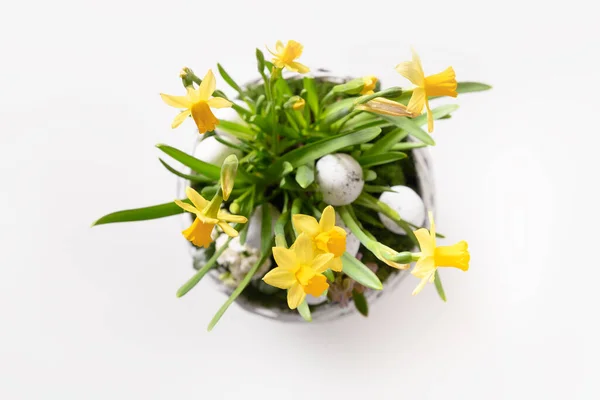 Composição de flores de Páscoa com narciso, jacinto e ovos festivos em cesta de vime em fundo branco. — Fotografia de Stock